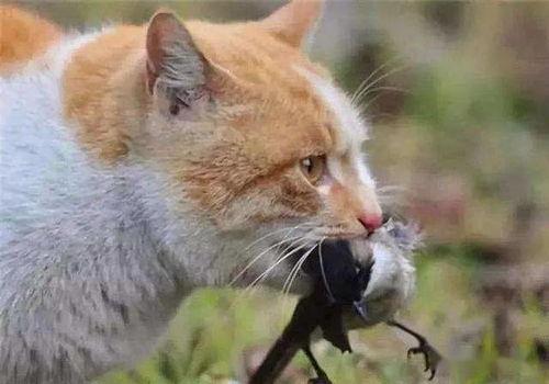 河南都市爆料猫咪事件视频,温情与争议交织的救助瞬间 第1张 河南都市爆料猫咪事件视频,温情与争议交织的救助瞬间 第1张