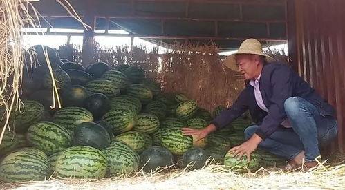 昆明某网红吃瓜事件,一场网络舆论的风暴与反思  第2张